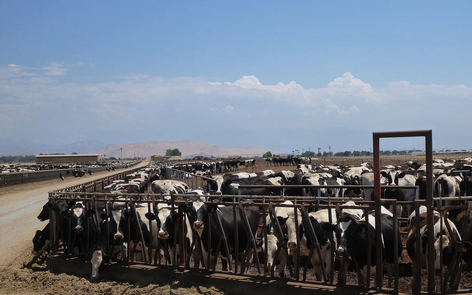 Cattle pens in Tulare County, photographed in August 2012