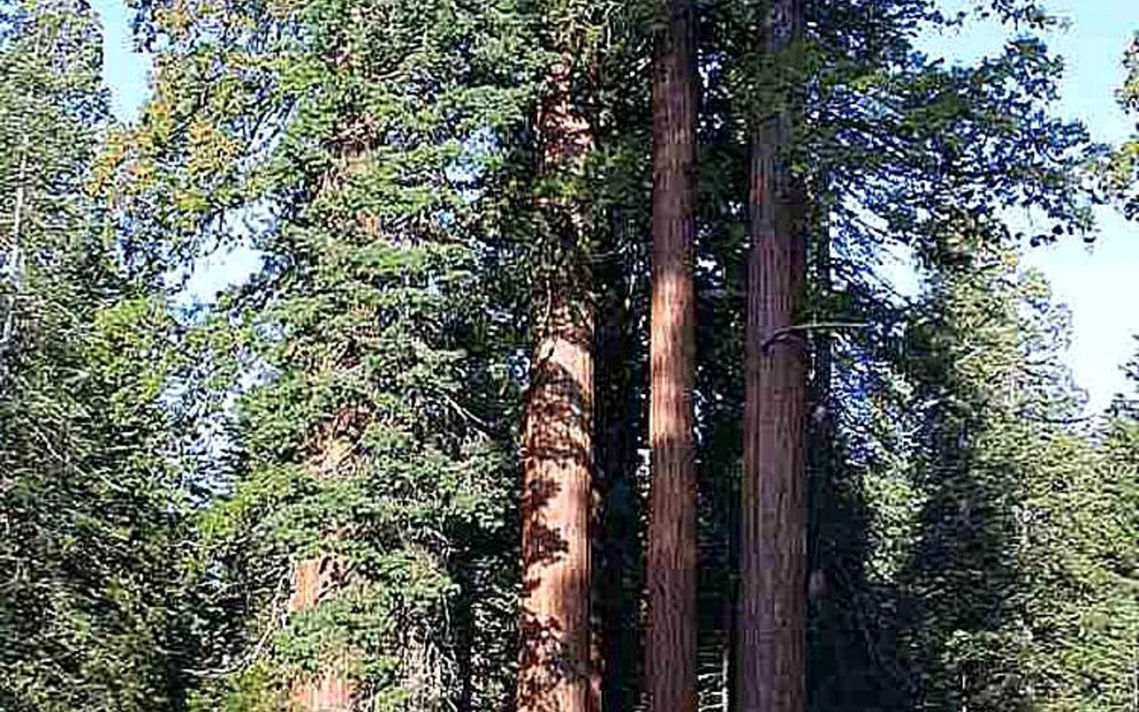 A towering giant sequoia tree rising above other conifers in a Sierra Nevada forest